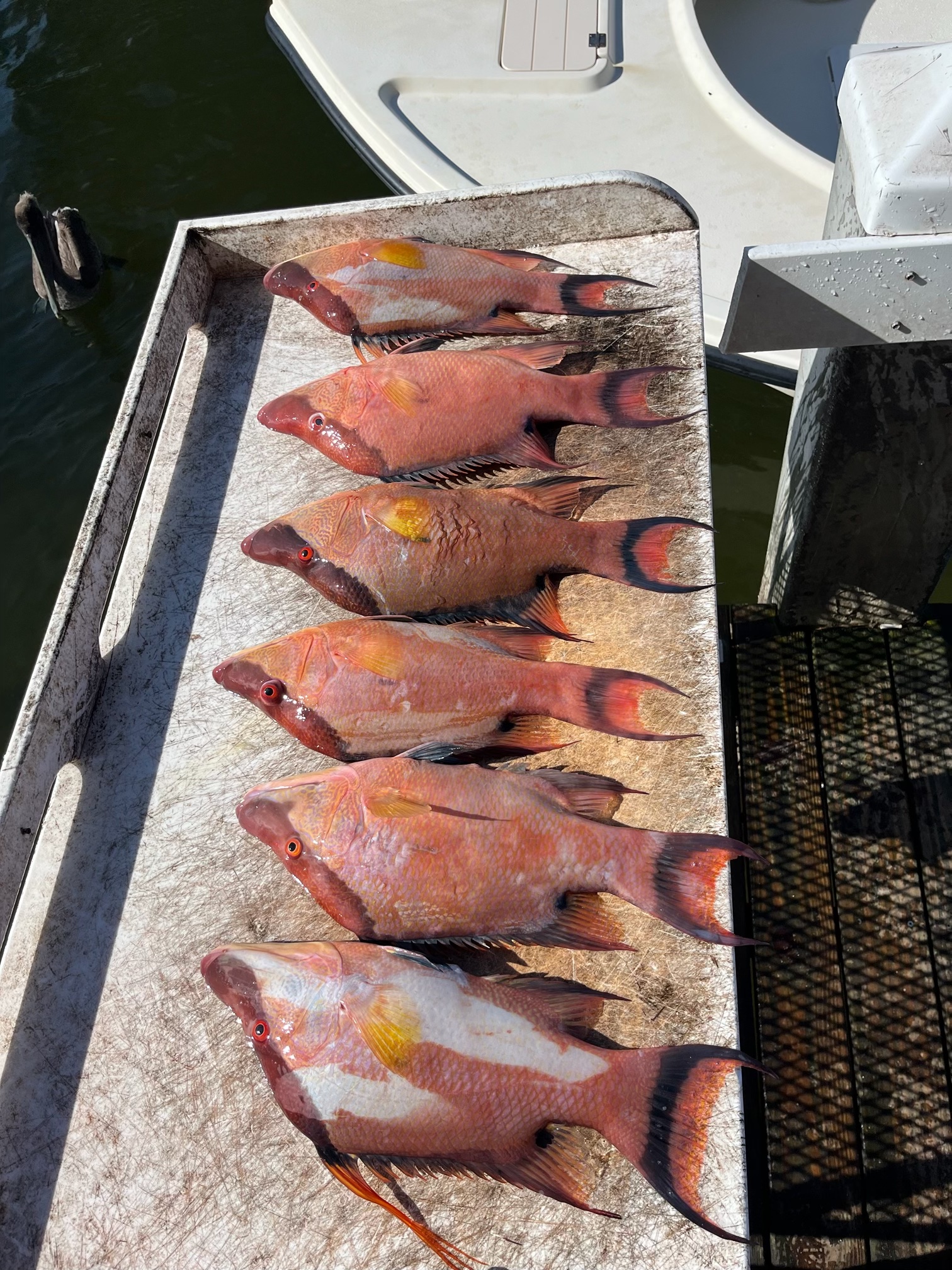 Fishing photo - Filet Table Full Of Hogfish