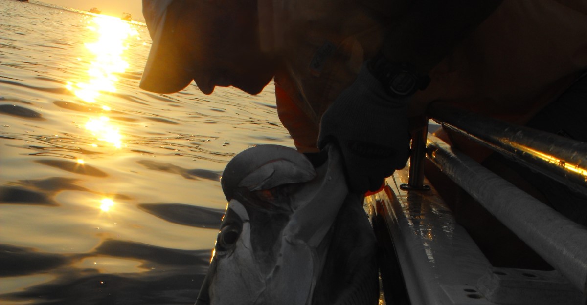 Fishing photo - Tarponam
